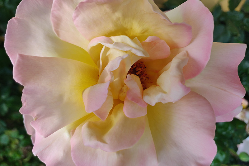 lyseroed rose